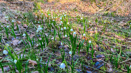 Cluster of delicate white flowers spring snowflakes blooming in forest at springtime in Carinthia, Austria. Sunlight filters through the trees creating magical atmosphere. Sense of hope, renewal