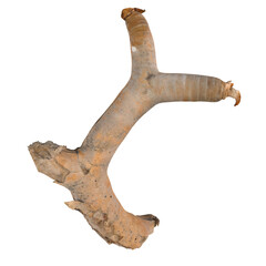Dead branch isolated on transparent