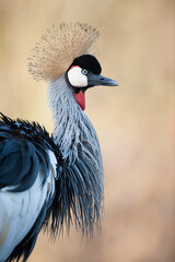 Fototapeta premium Portrait of a crowned crane