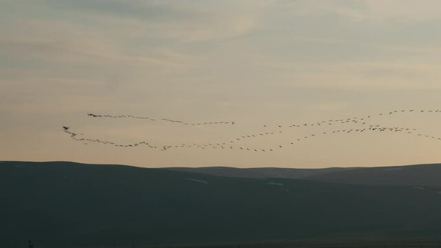 A peaceful and impressive sight of a flock of birds flying in a "V" formation over the hills towards the sunset. This natural phenomenon symbolizes seasonal changes and the journey of migratory birds.