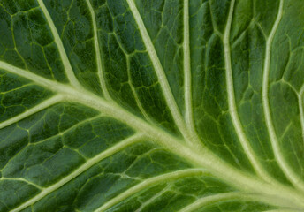 Close up of Green cabbage leaf surface texture background