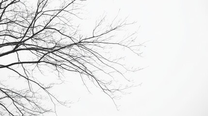 Bare tree branches against a white sky.
