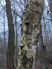 A wood-decay or xylophagous fungus is any species of fungus that digests moist wood, causing it to rot. Some species of wood-decay fungi attack dead wood Polyporus (Choros) wood decay fungus