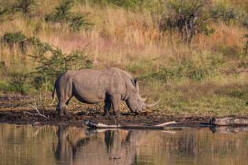 A white rhino heads to watering hole