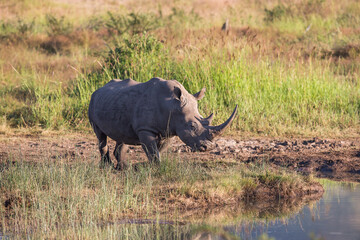Obraz premium A white rhino heads to watering hole