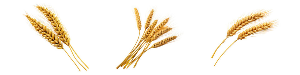 Wheat grain isolated on transparent background, Set of