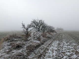 Frozen frost covered bushes by a meadow in cold winter time during outdoors hiking trip in Europe