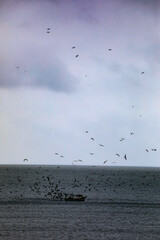 Fishing boat doing its work with birds around it