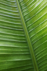 Tropical plant leaf