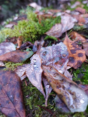 leaf on the ground