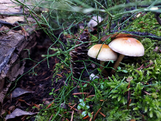 mushrooms in the forest
