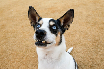 Up close outdoor portrait of a blue eyed dog