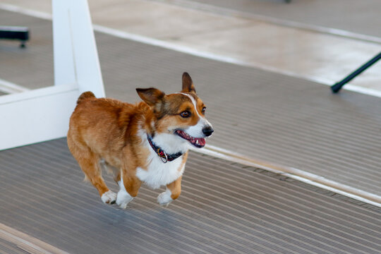 Corgi dog running in a flyball game