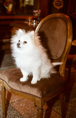 white fluffy little dog silid on chair