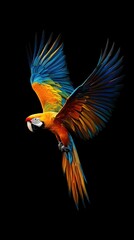 Fototapeta premium A vibrant macaw takes flight, showcasing its stunning multicolored feathers against a dark background.