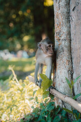 Affe auf dem Baum in Kambodscha