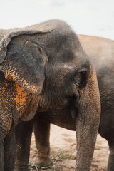 Fototapeta premium Elefant im Profil