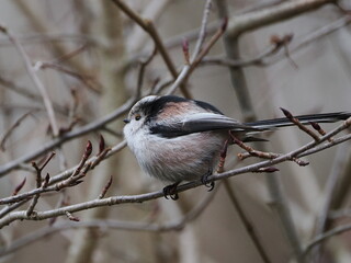 Raniuszek (Aegithalos caudatus) wśród gałęzi krzewu rosnącego w ogrodzie © Nature Observatory