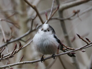 Raniuszek (Aegithalos caudatus) wśród gałęzi krzewu rosnącego w ogrodzie © Nature Observatory