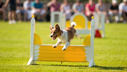 Small dog leaping over hurdle in agility course, joyful competition