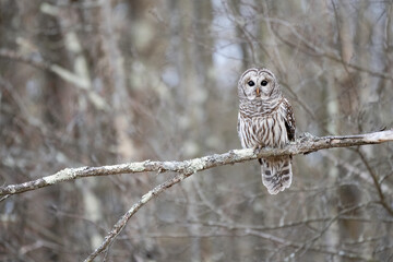 Barred Owl (Strix varia)