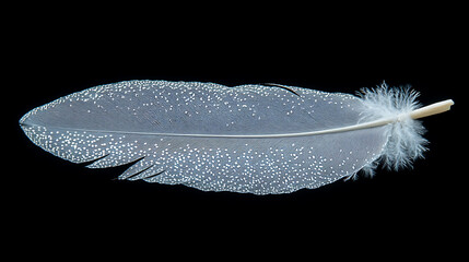 delicate white feather isolated for design purposes on transparent background ideal for soft textures
