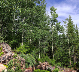 A cluster of Quaking Aspen trees in the Rocky Mountains of Colorado. The scientific name is Populus...