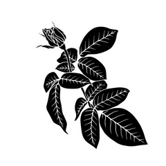 Botanical silhouette,rose flower stamp.Vector graphic.