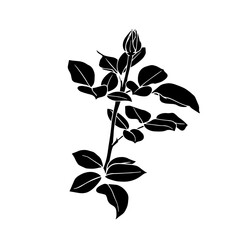 Botanical silhouette,rose flower stamp.Vector graphic.