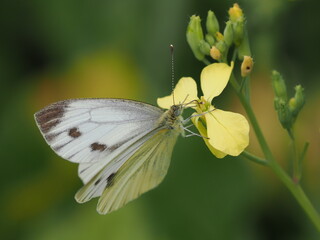 Motyl bielinek bytomkowiec (Pieris napi)