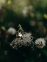 Bezel Engagement ring in plants (vertical)