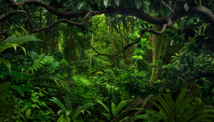 Tropical rain forest with big trees  © quickshooting