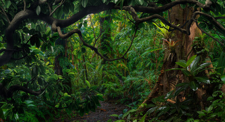 Obraz premium Tropical rain forest with big trees 