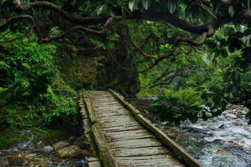 Tropical rain forest with big trees	