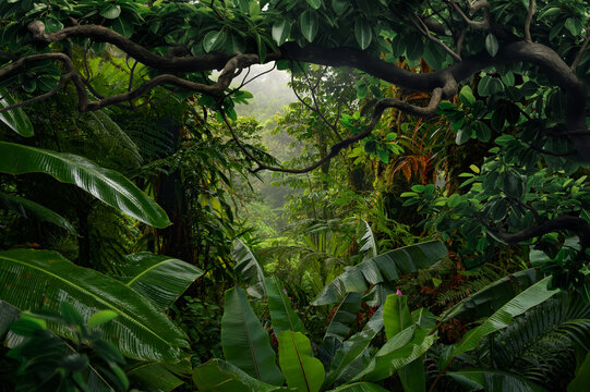 Tropical rain forest with big trees	