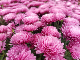 Purple flowers