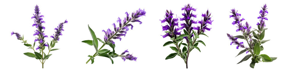 Salvia flower isolated on transparent background, Set of