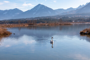 Graceful lone swan glides across calm river Drava winding through Rosental valley surrounded by snow-capped mountains of Karawanks, Sankt Jakob im Rosental, Carinthia, Austria. Winter in Austrian Alps