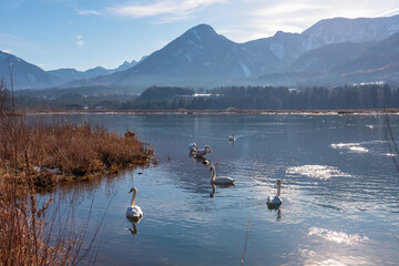 Graceful flock of swans glides on calm river Drava winding through Rosental valley surrounded by snow-capped mountains Karawanks, Sankt Jakob im Rosental, Carinthia, Austria. Winter in Austrian Alps