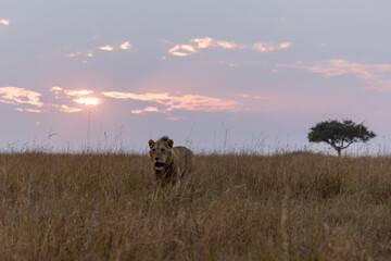 Löwe im Sonnenaufgang