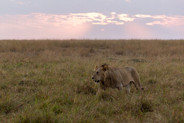 Löwe im Sonnenaufgang