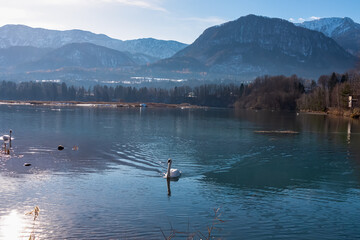 Fototapeta premium Graceful swan glides across calm river Drava winding through Rosental valley surrounded by snow-capped mountains of Karawanks, Sankt Jakob im Rosental, Carinthia, Austria. Winter scene Austrian Alps