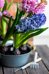 Concept of spring home gardening, transplanting plant in ceramic pots on wooden table. Taking care of plants and flowers. Springtime leisure activity, hobby, garden tools. Stylish house interior