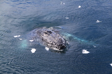 Naklejka premium Stunning Antarctica: Wildlife, Glaciers, Icebergs, and Polar Landscapes