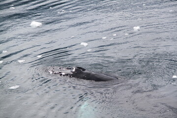 Fototapeta premium Stunning Antarctica: Wildlife, Glaciers, Icebergs, and Polar Landscapes