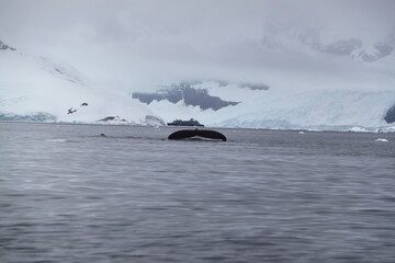 Obraz premium Stunning Antarctica: Wildlife, Glaciers, Icebergs, and Polar Landscapes