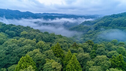 Fototapeta premium Misty mountain forest aerial view, scenic landscape, travel brochure