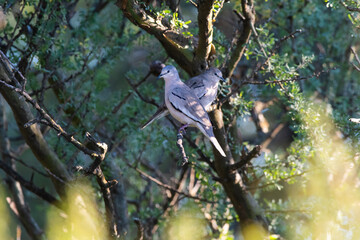 Picui Ground Dove,  in Calden forest environment, La Pampa province, Patagonia,Argentina.