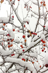 Malus prunifolia paradise apples on branches in the snow in winter close-up