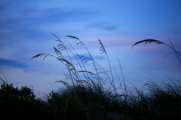Obraz premium Tall grass in sunset colorful sky